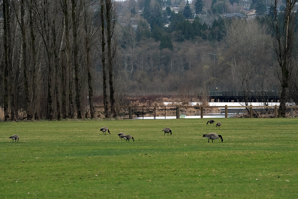 Burnaby Lake Rugby Club | 3760 Sperling Ave, Burnaby, BC V5B 4X5, Canada | Phone: (604) 294-4144