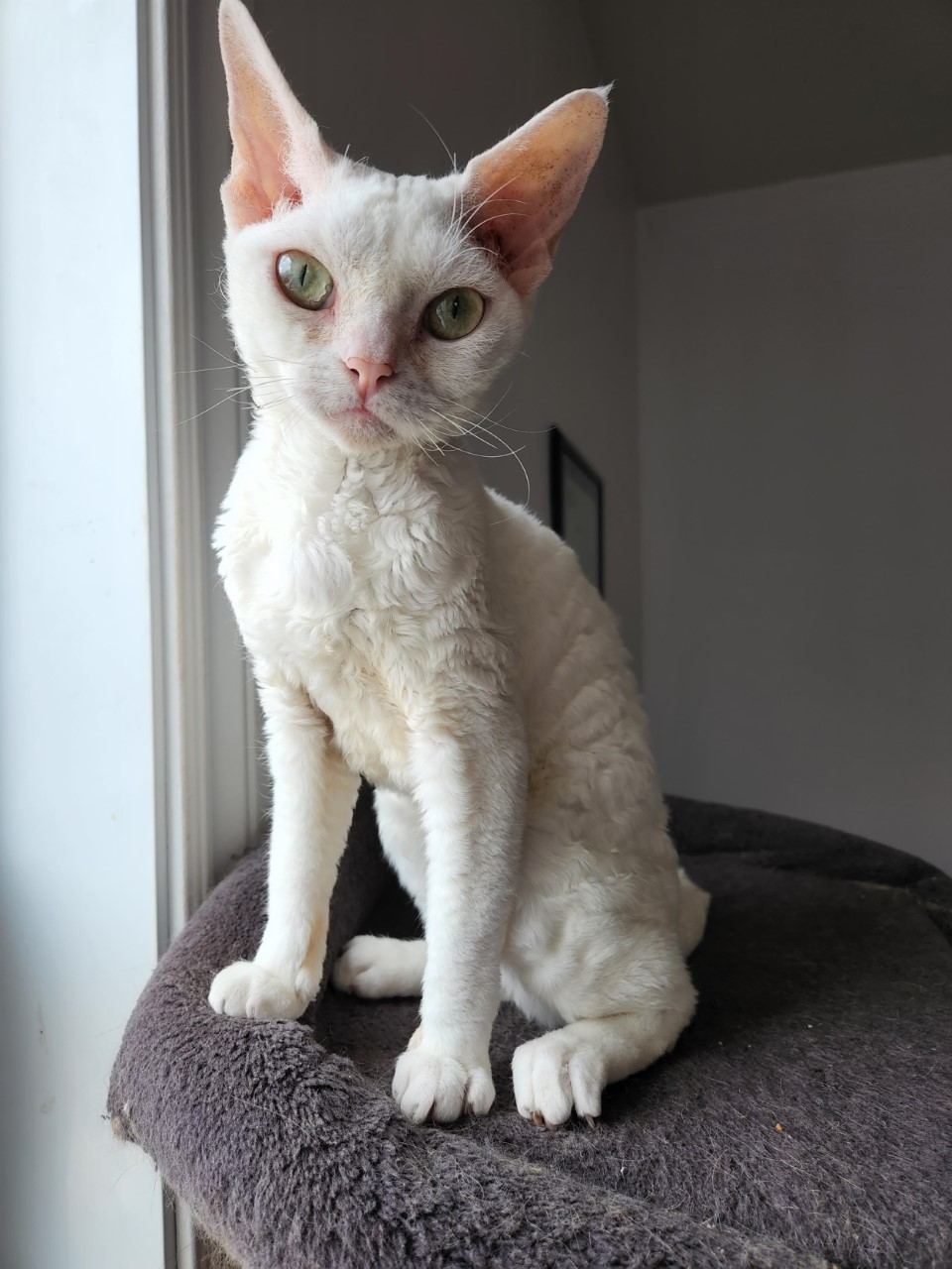 Chatterie Céleste Devon Rex | 1515 Rue Pierre Corneille, Québec, QC G2E 4H9, Canada | Phone: (418) 271-7229