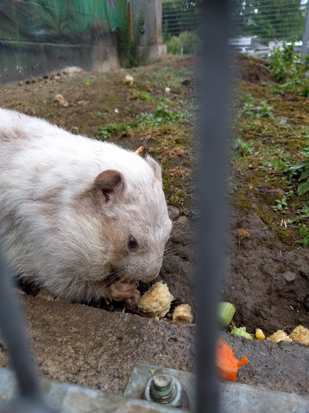 Wiarton Willie Festival | 402 William St, Wiarton, ON N0H 2T0, Canada | Phone: (519) 534-4545