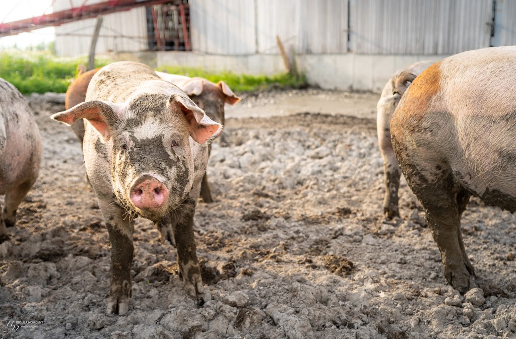 Porc Bio Ferme Villoise | 1232 QC-170, Saint-Gédéon, QC G0W 2P0, Canada | Phone: (418) 720-4226