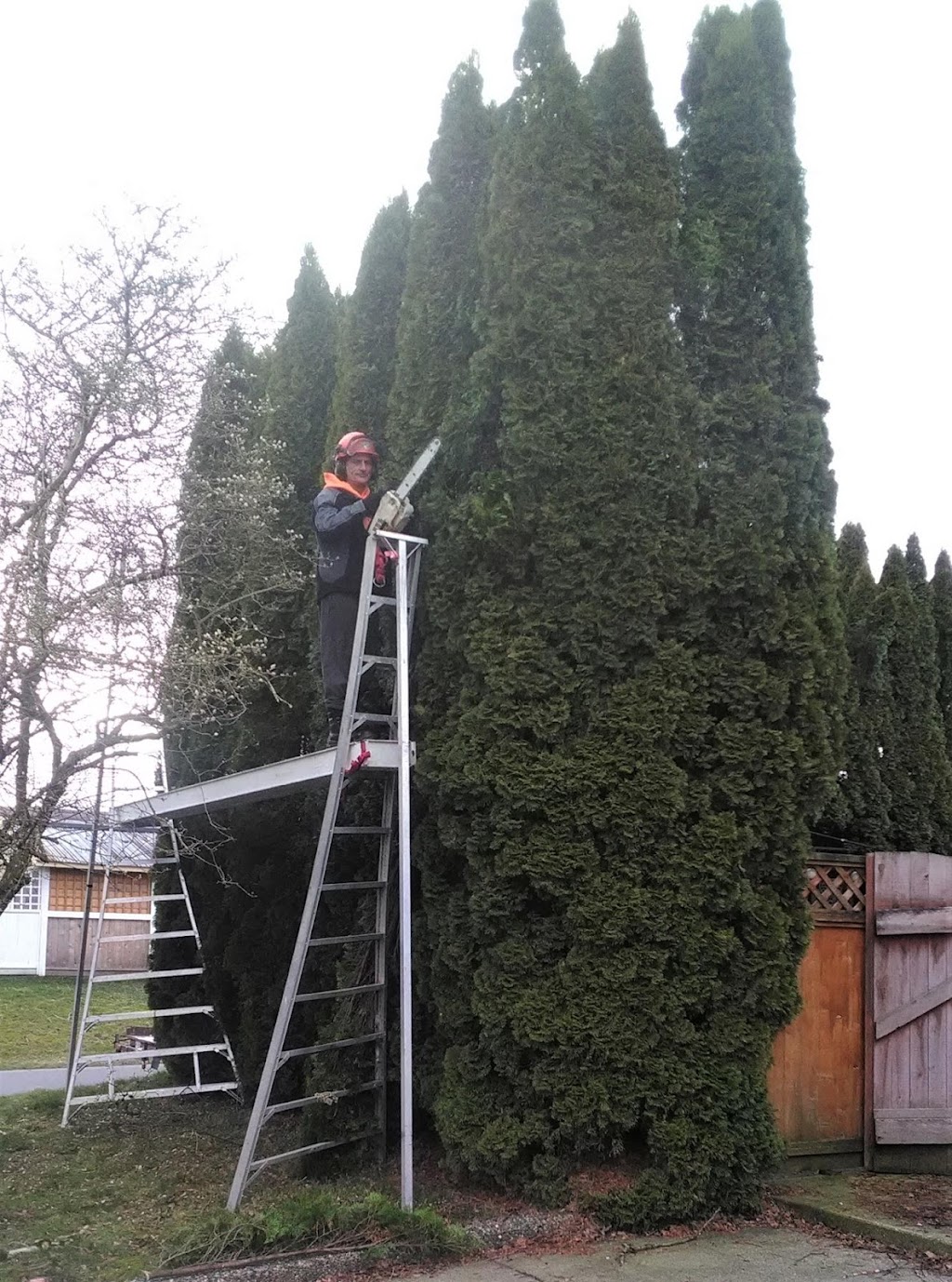 Agassiz Hedge & Tree Service | 2894 Cameron Rd, Agassiz, BC V0M 1A0, Canada | Phone: (604) 703-3934