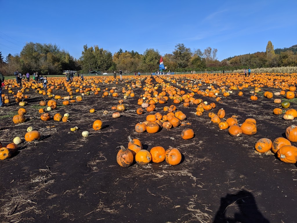 Galeys Cornmaze N Market | 4150 Blenkinsop Rd, Victoria, BC V8X 2C4, Canada | Phone: (250) 477-5713