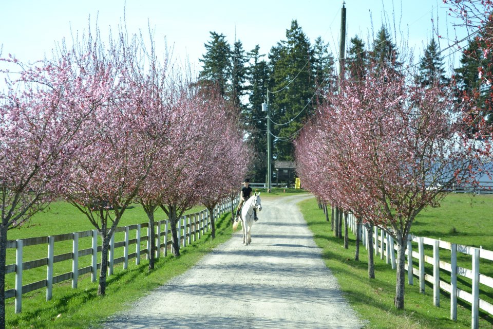 Central-Island Equestrian Center Nanaimo | 2380 Kendall Rd, Nanaimo, BC V9X 1W9, Canada | Phone: (250) 713-0601