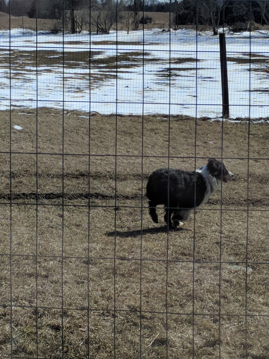 English Farm Boarding Kennels | 3333 Trans-Canada Hwy #7, Norwood, ON K0L 2V0, Canada | Phone: (705) 639-8964