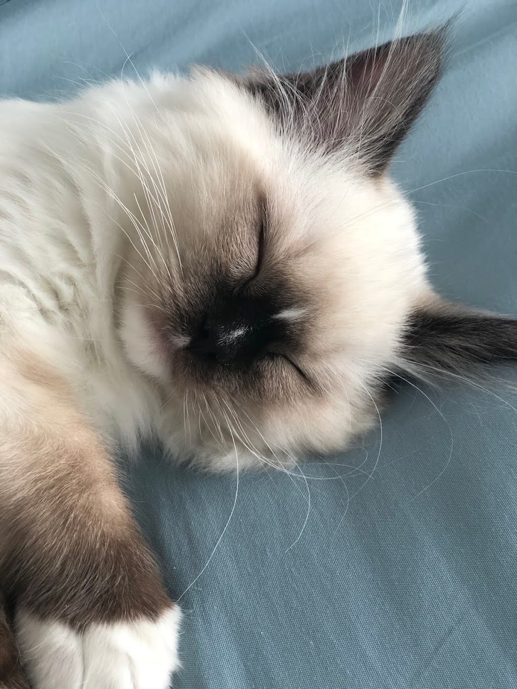 ADEN RAGDOLLS | Port Dover, ON N0A 1N6, Canada | Phone: (905) 627-2255