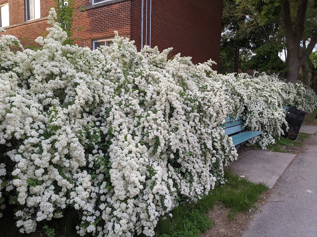 Parc Bélanger | Rue Gohier, Montréal, QC H4L 2A1, Canada | Phone: (514) 855-6124