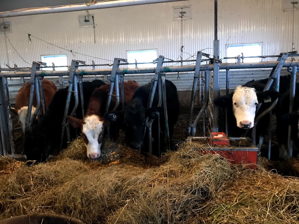 Ferme Gilnor Angus | 397 Rang du Bas de lAssomption S, LAssomption, QC J5W 1Z8, Canada | Phone: (450) 589-5066