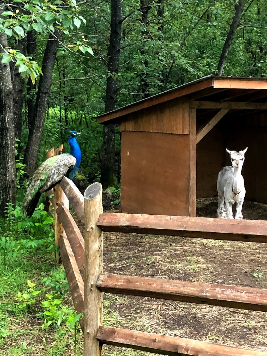 Ferme Dan Nature | 650 Rang St Michel, Péribonka, QC G0W 2G0, Canada | Phone: (418) 719-1343