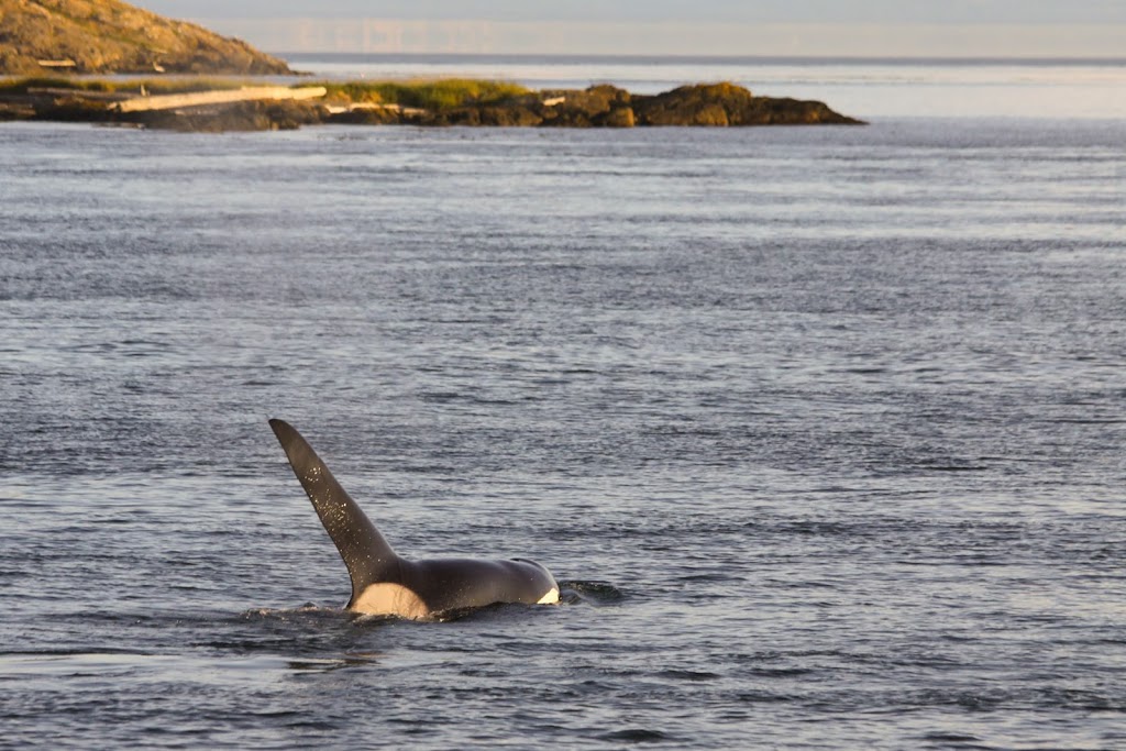 A Day in Victoria - Kayak Tours, Rentals & Courses | 550 Beach Dr, Victoria, BC V8S 2M5, Canada | Phone: (778) 678-4563