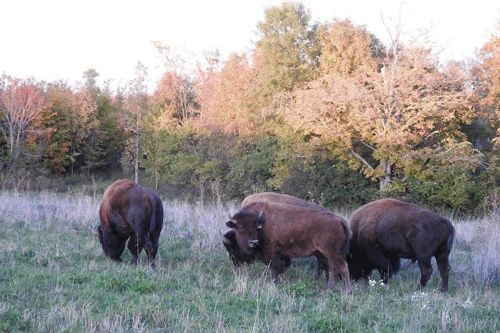 Snowy Creek Bison | 259105 Sarawak Keppel Townline, Kemble, ON N0H 1S0, Canada | Phone: (519) 374-3862