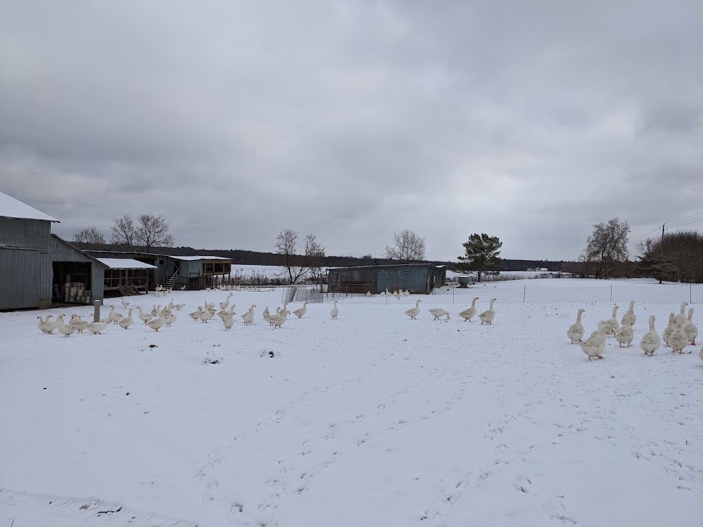 Ferme Bourgeois - Élevage naturel | 7161 Rte Sir Wilfrid Laurier, Mirabel, QC J7N 1P2, Canada | Phone: (450) 258-2117