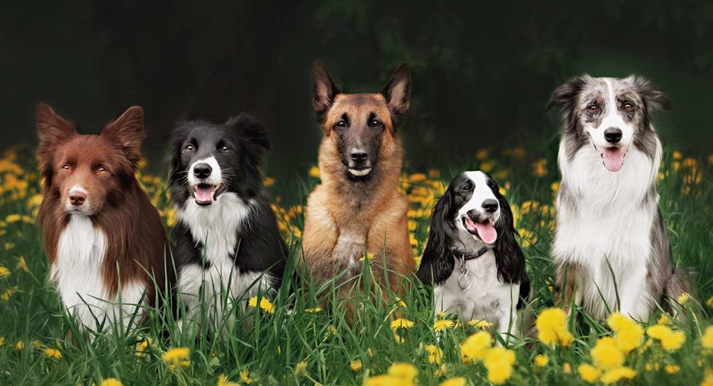 Doggie Daycare | 6 Sulevi Ave, Udora, ON L0C 1L0, Canada | Phone: (905) 862-8132