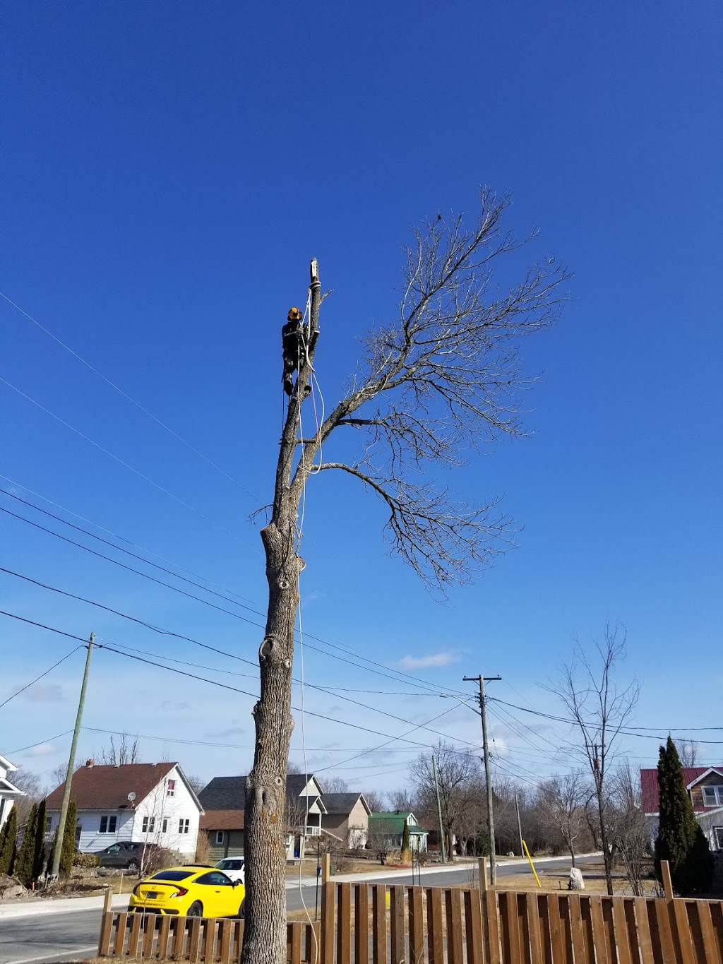 Jode Tree Service | 109 North St, Bobcaygeon, ON K0M 1A0, Canada | Phone: (705) 344-5338