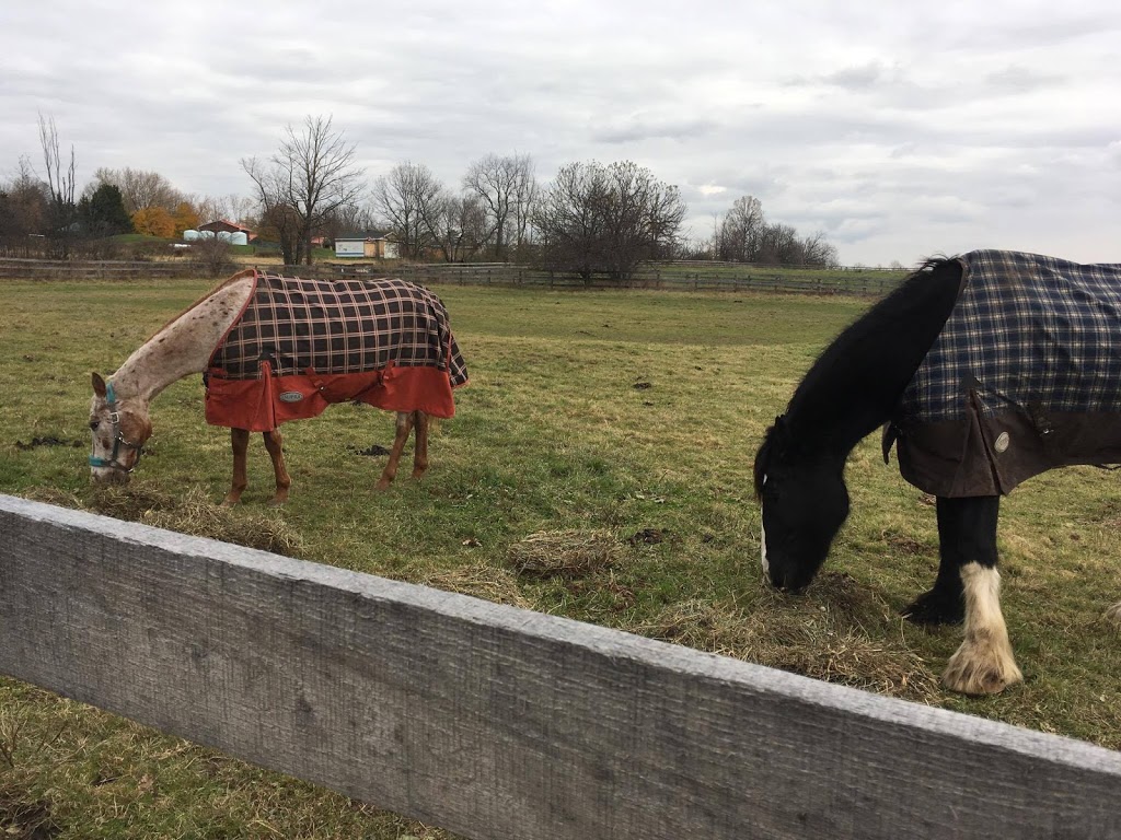 Horse Therapy Centre of Canada | 246 Webb Rd, Whitchurch-Stouffville, ON L4A 7X4, Canada | Phone: (647) 390-5397