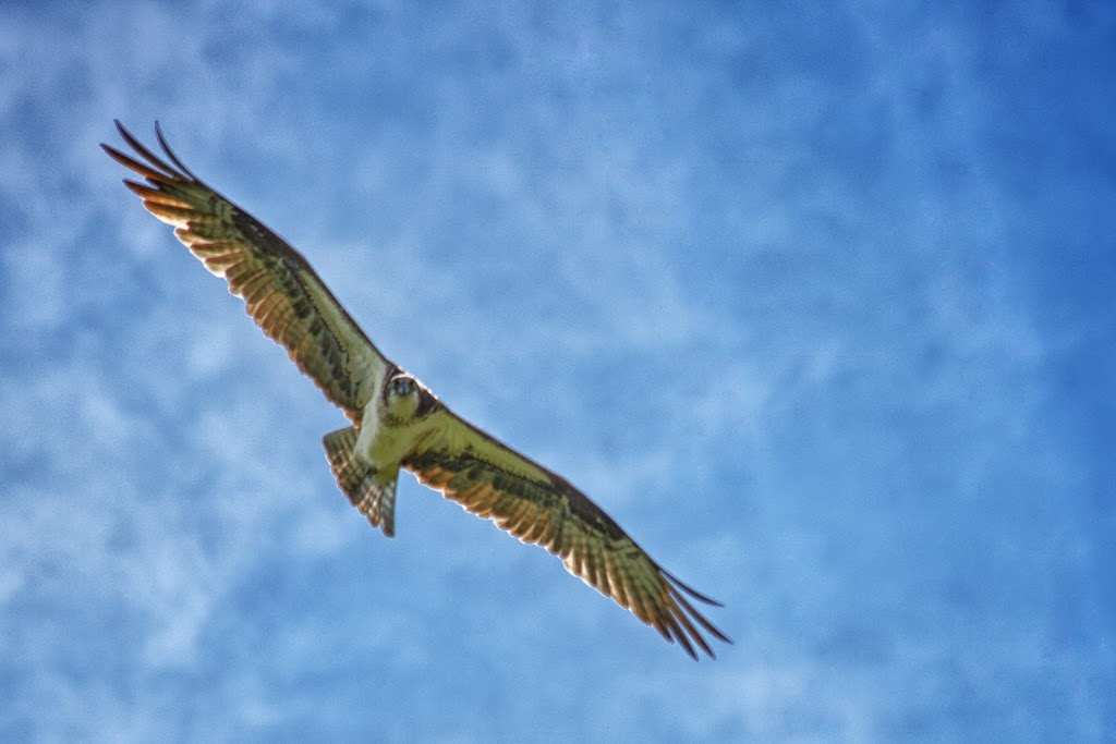 Osprey Nest | Brendas Rd, Nestleton Station, ON L0B 1L0, Canada