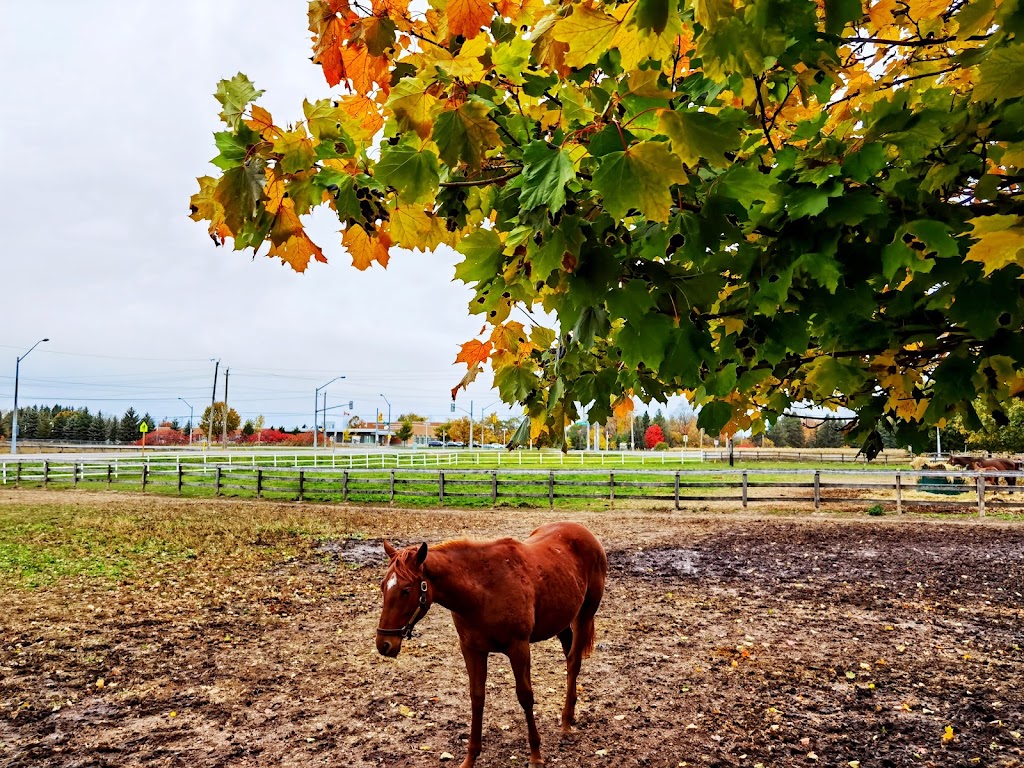 Hat Trick Equine | 13709 Warden Ave., Whitchurch-Stouffville, ON L4A 3X8, Canada | Phone: (647) 881-3550