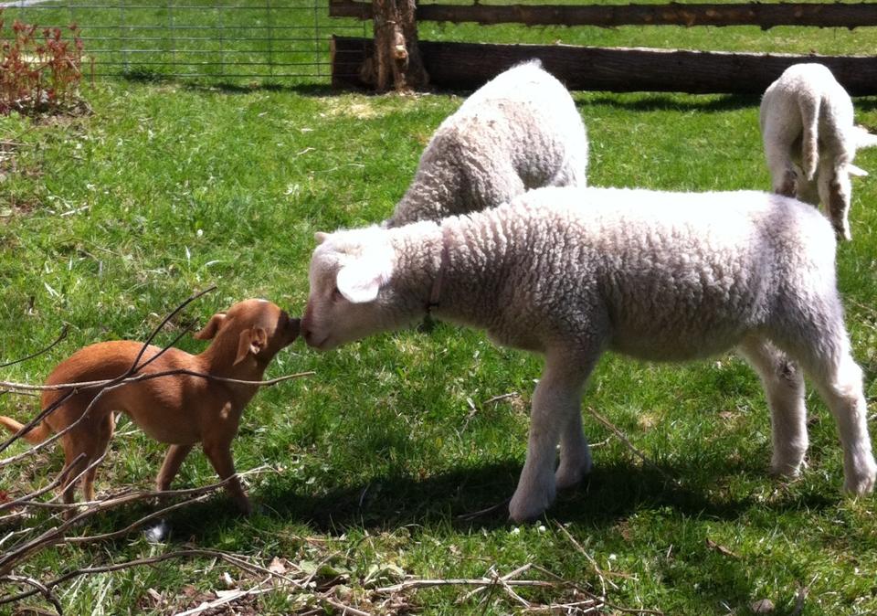 The Sheep Shelf | 347 Freeman Rd, Yarker, ON K0K 3N0, Canada | Phone: (613) 214-3142