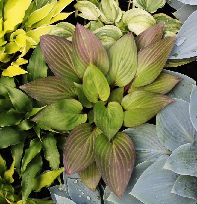 Lotsa Hostas | 15 Orkney Rd, Lynden, ON L0R 1T0, Canada | Phone: (519) 647-2815