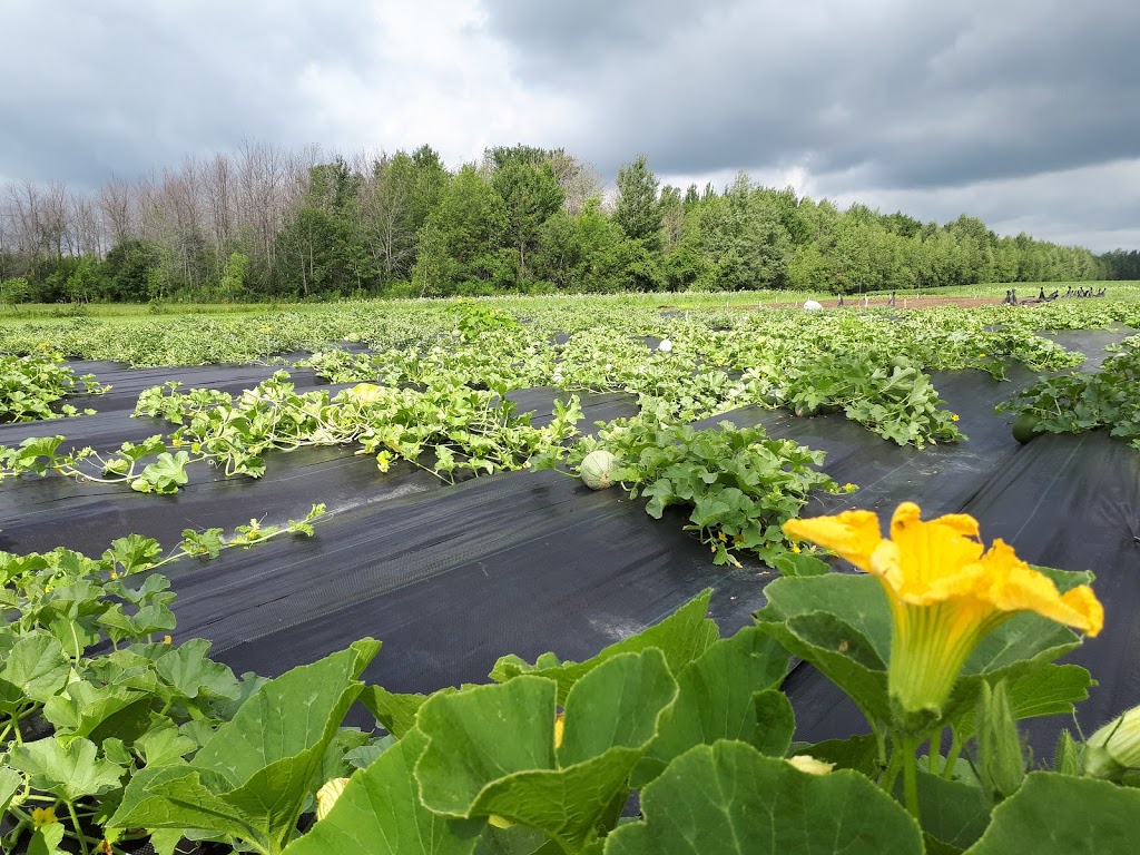 Ferme maraîchère biologique - COUP de FOURCHE | 1934 Chemin Bellevue, Carignan, QC J3E 0J1, Canada | Phone: (514) 605-8877