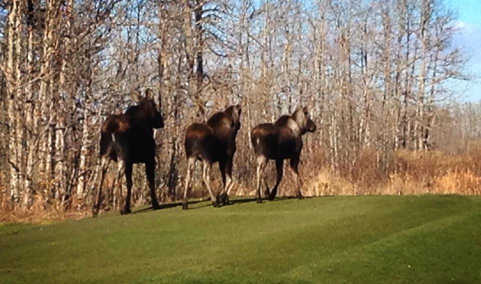 Tooth of the Dogpound Creek Golf Course | Box 431, Cremona, AB T0M 0R0, Canada | Phone: (403) 337-4880