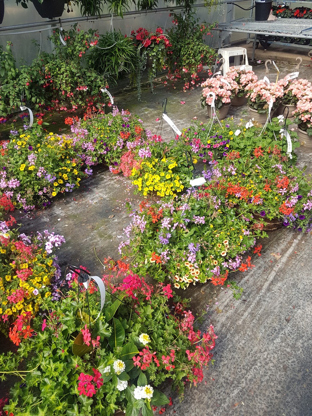 Trillium Hill Greenhouses | 471 Main St W, Grimsby, ON L3M 1T4, Canada | Phone: (905) 945-6336