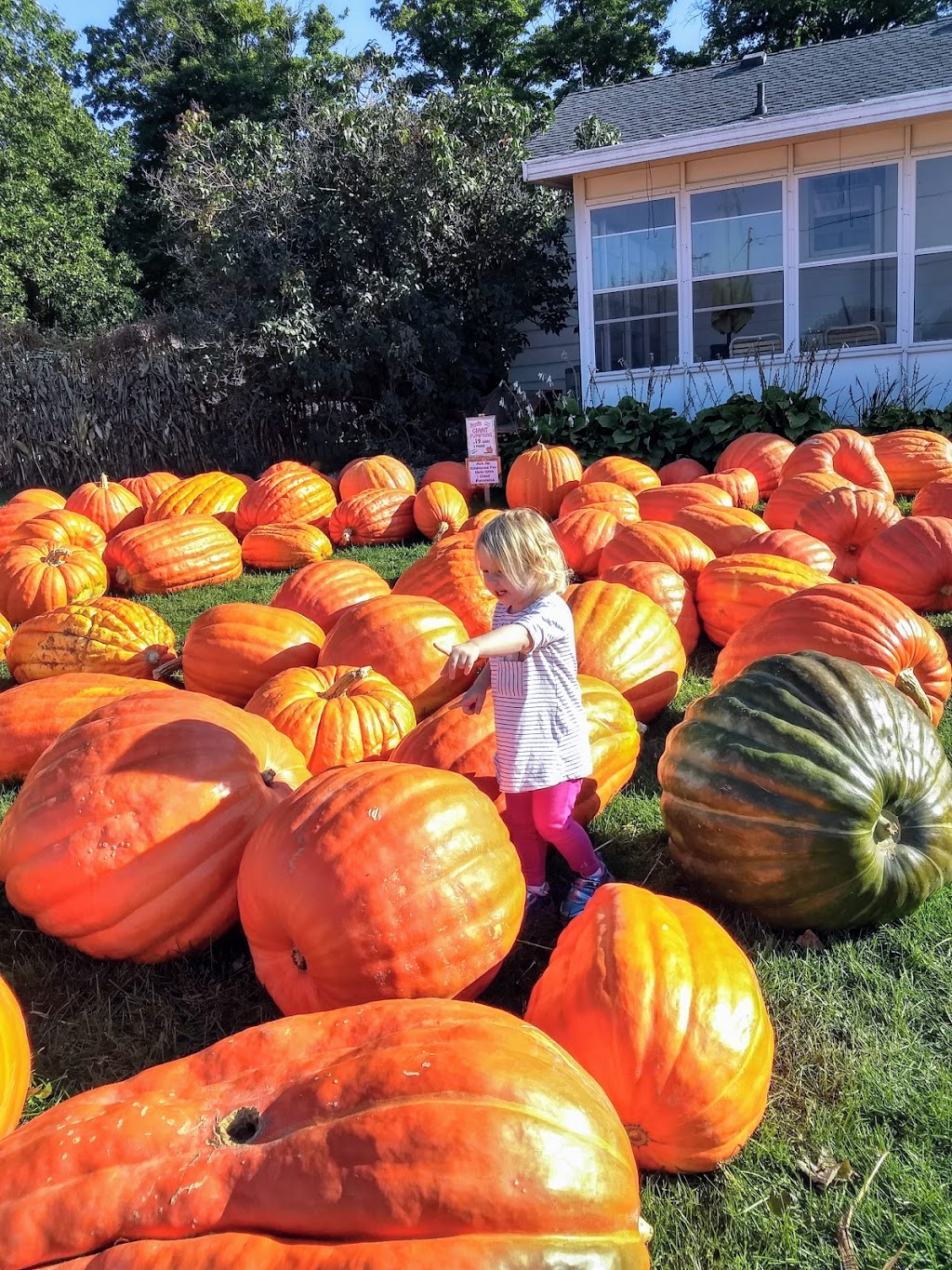 Howell Family Pumpkin Farm | 2878 Holland Rd, Fonthill, ON L0S 1E6, Canada | Phone: (905) 892-3918