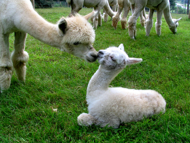 Moore House Fine Alpacas | 417 Tice Rd, Ridgeville, ON L0S 1M0, Canada | Phone: (905) 892-8252