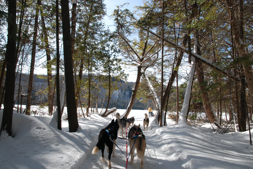 Winterdance Dogsled Tours | Hodgson Dr, Eagle Lake, ON K0M 1M0, Canada | Phone: (705) 457-5281