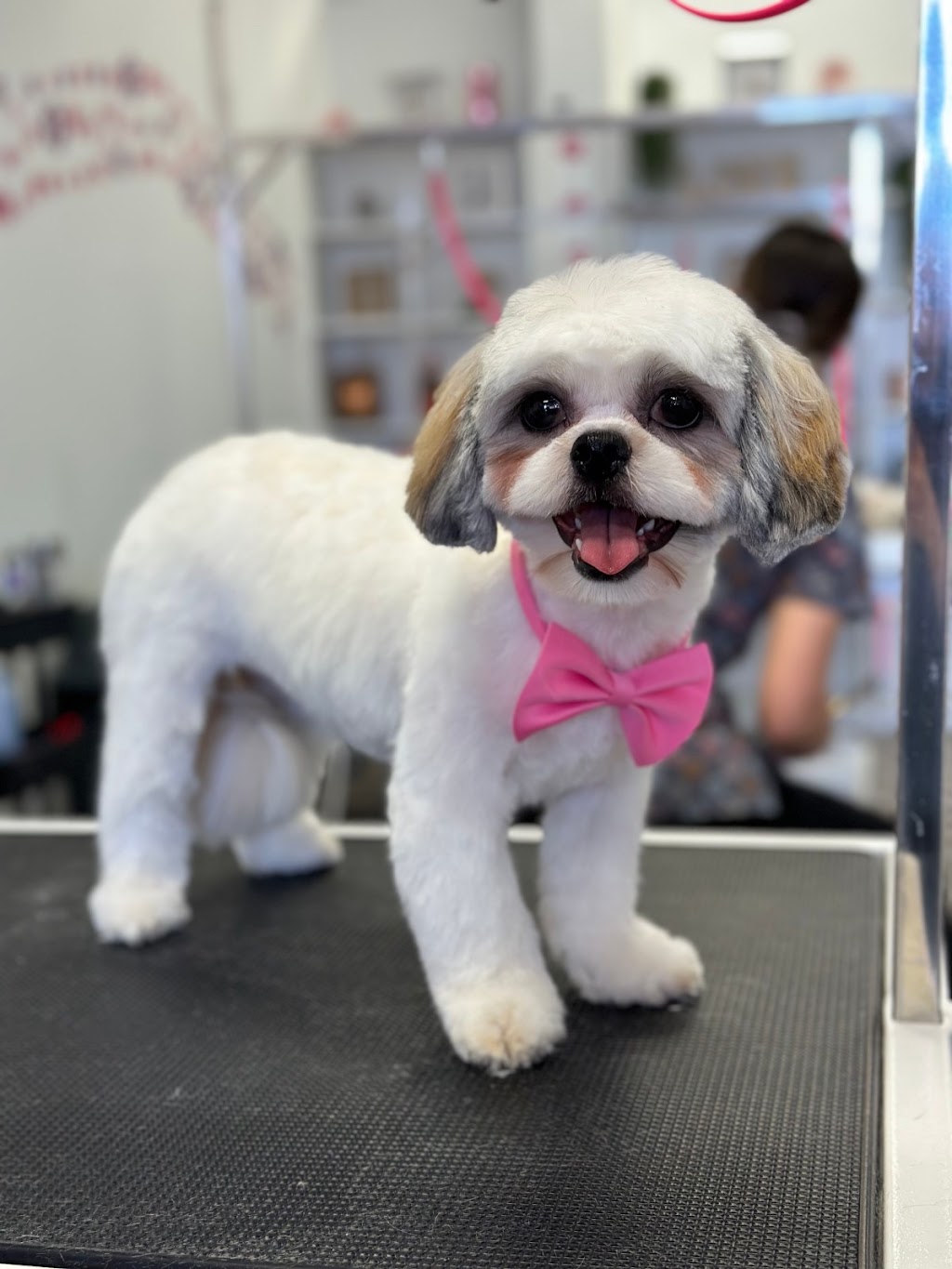 Pawparazzi Dog Grooming and Spa | 125 Hawkview Blvd Unit 5, Vaughan, ON L4H 2E2, Canada | Phone: (416) 948-7040