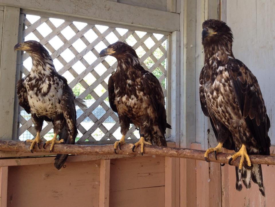 OWL Orphaned Wildlife Rehabilitation Society | 3800 72 St, Delta, BC V4K 3N2, Canada | Phone: (604) 946-3171