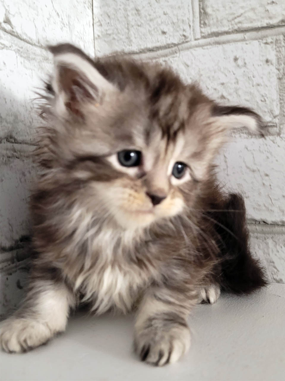 Maine coon Canada | 16 Rue Durand, Saint-Jean de Matha, QC J0K 2S0, Canada | Phone: (514) 465-6086