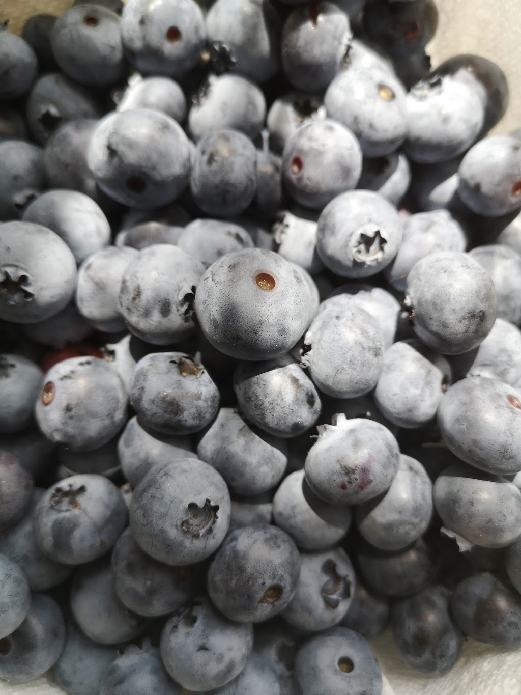 Patch of Blue Blueberries | 975 Fuller Ave, Penetanguishene, ON L9M 2C7, Canada | Phone: (705) 427-3613