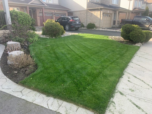 Above All Green Lawns | 1063 Deacon Dr, Milton, ON L9T 5S5, Canada | Phone: (905) 399-4303