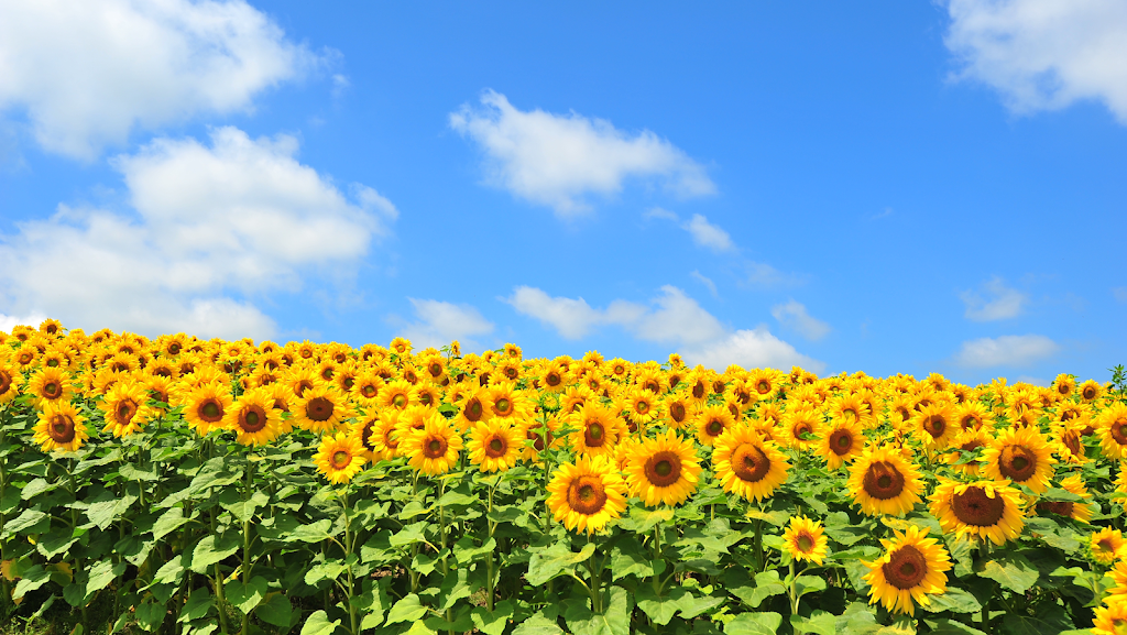 Bombshell Blooms Sunflower Field and Flower Farm | 137 Line 9 S, Hawkestone, ON L0L 1T0, Canada | Phone: (416) 518-0079