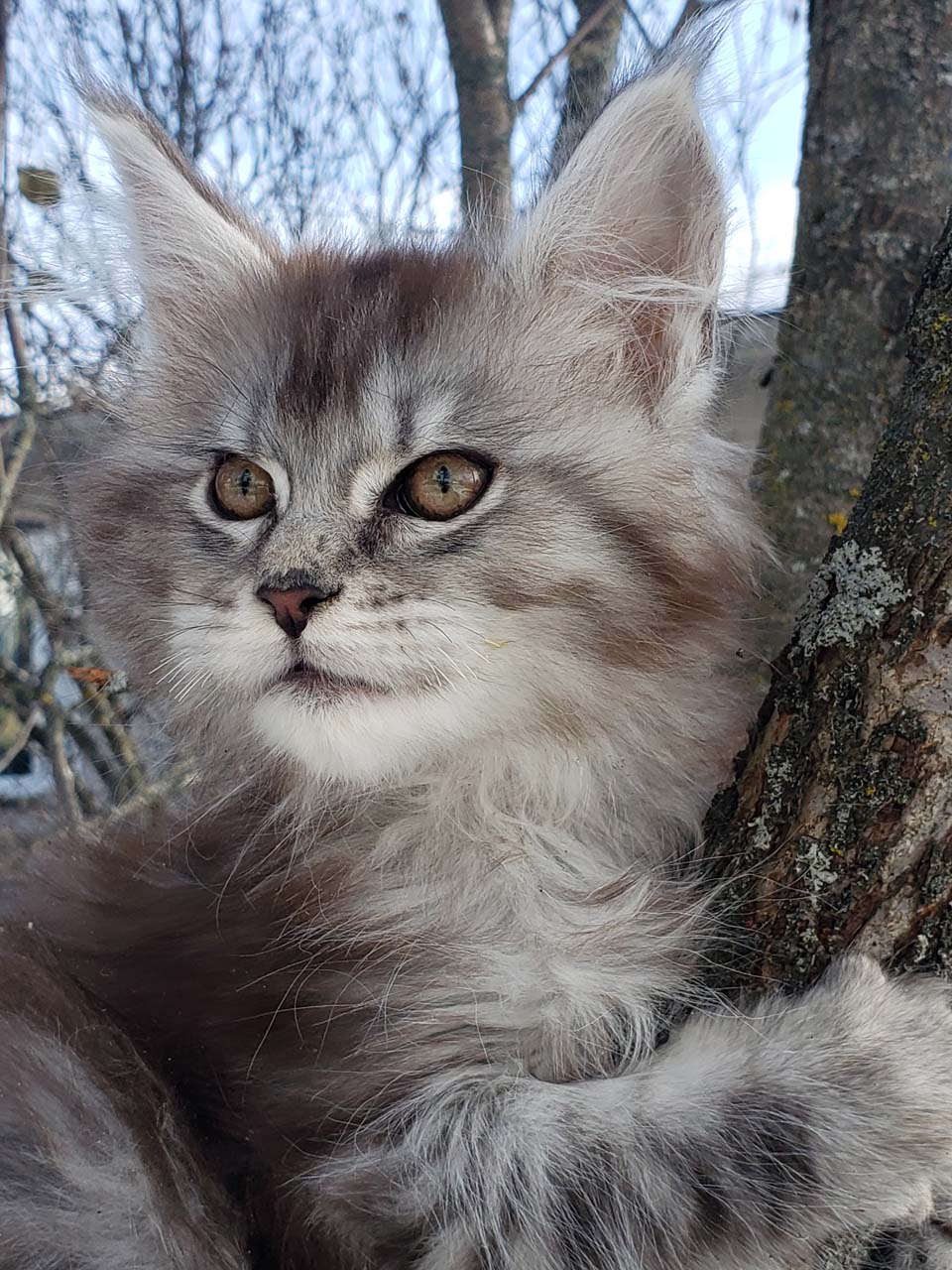 Maine coon Canada | 16 Rue Durand, Saint-Jean de Matha, QC J0K 2S0, Canada | Phone: (514) 465-6086