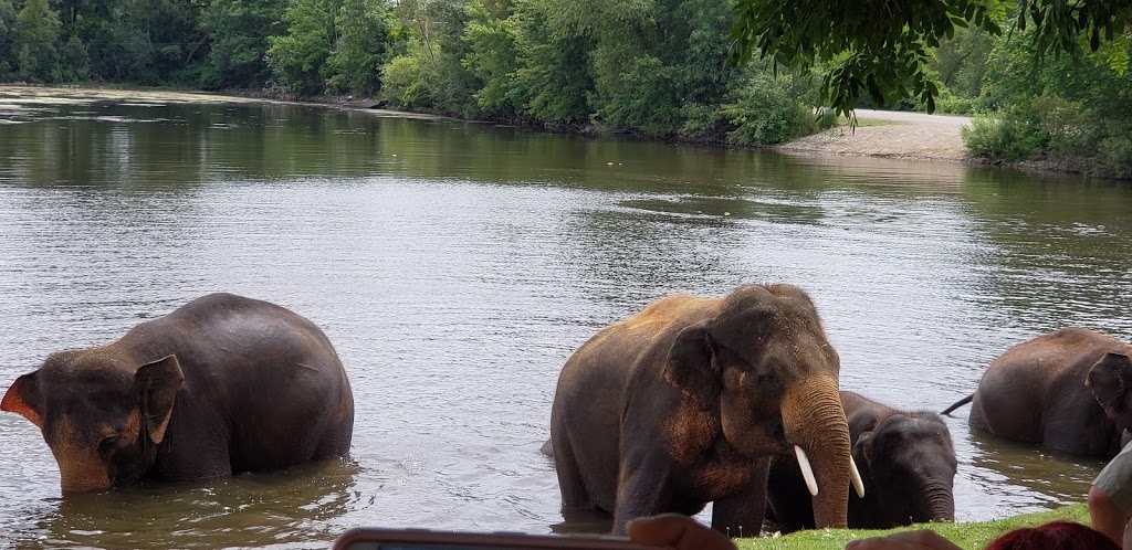 Elephant Swim | Flamborough, Hamilton, ON N1R 5S2, Canada