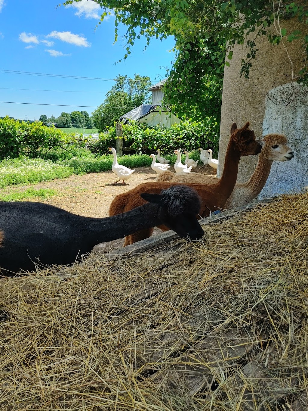 Hickory Lane Alpacas | 7326 County Rd 9, Napanee, ON K7R 3K8, Canada | Phone: (613) 354-1480