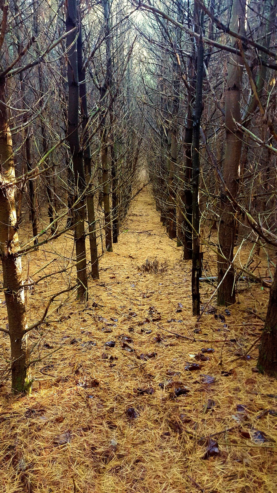 Secord Forest and Wildlife Area | Goodwood, ON L0C 1A0, Canada