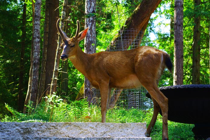 Steps to the Sea Guest House | 153 Arbutus Rd, Salt Spring Island, BC V8K 1A3, Canada | Phone: (604) 626-6646