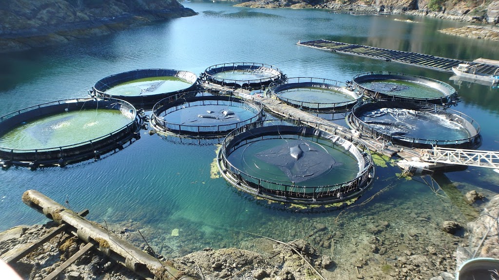 Innovative Aquaculture | Skerry Bay LASQUETI ISLAND, Powell River E, BC V0R 2J0, Canada | Phone: (250) 333-8778