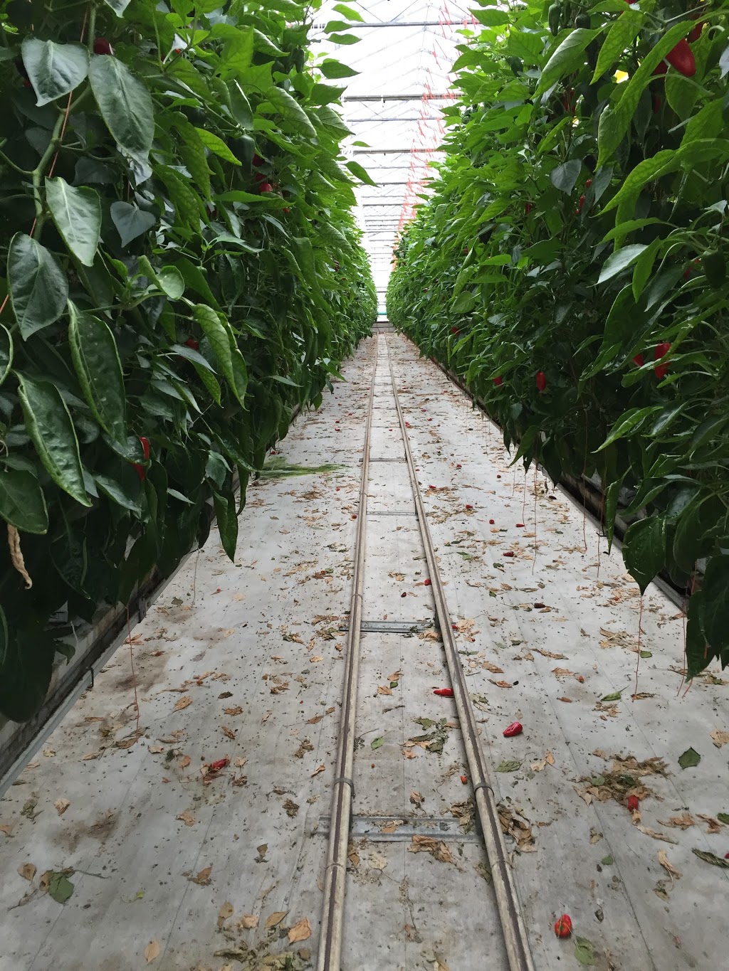 SunTech Greenhouses Ltd | 5541 Doyle Rd, Manotick, ON K4M 1B4, Canada | Phone: (613) 692-3388