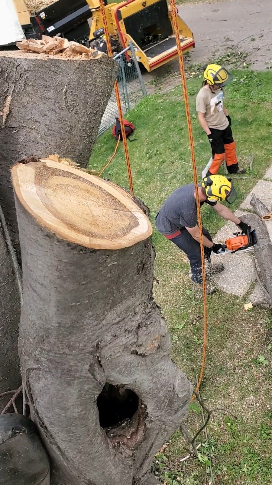 City Tree Service | 10910 69 Ave NW, Edmonton, AB T6H 2E5, Canada | Phone: (780) 271-8733