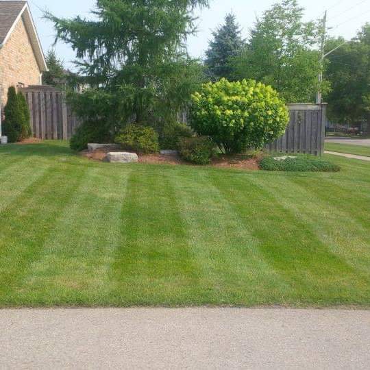 Star Lawn Svc | 32 Bretz Ave, Cambridge, ON N3C 2W9, Canada | Phone: (519) 658-7189