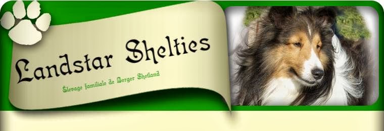 Landstar Shelties | 2759 Rue Dumont, Mascouche, QC J7K 1R5, Canada | Phone: (514) 622-9612