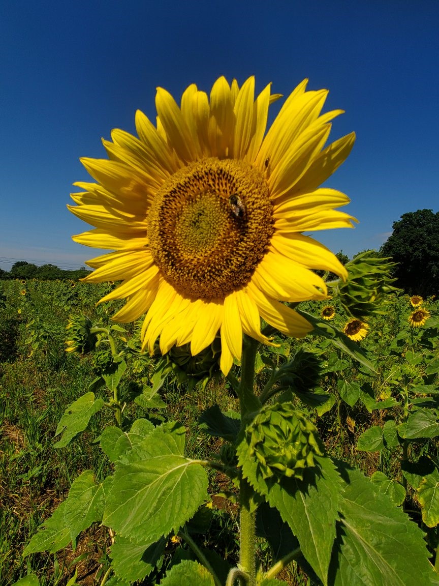 Kaylees Sunflower Patch | 20956 Loyalist Pkwy, Carrying Place, ON K0K 1L0, Canada | Phone: (613) 403-0959