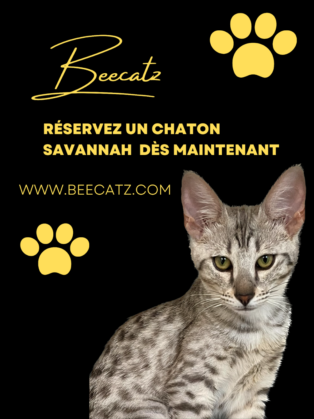 Chatterie Beecatz | Rue Louis-Pasquier, Mont-Saint-Hilaire, QC J3H 0A1, Canada | Phone: (514) 668-7518