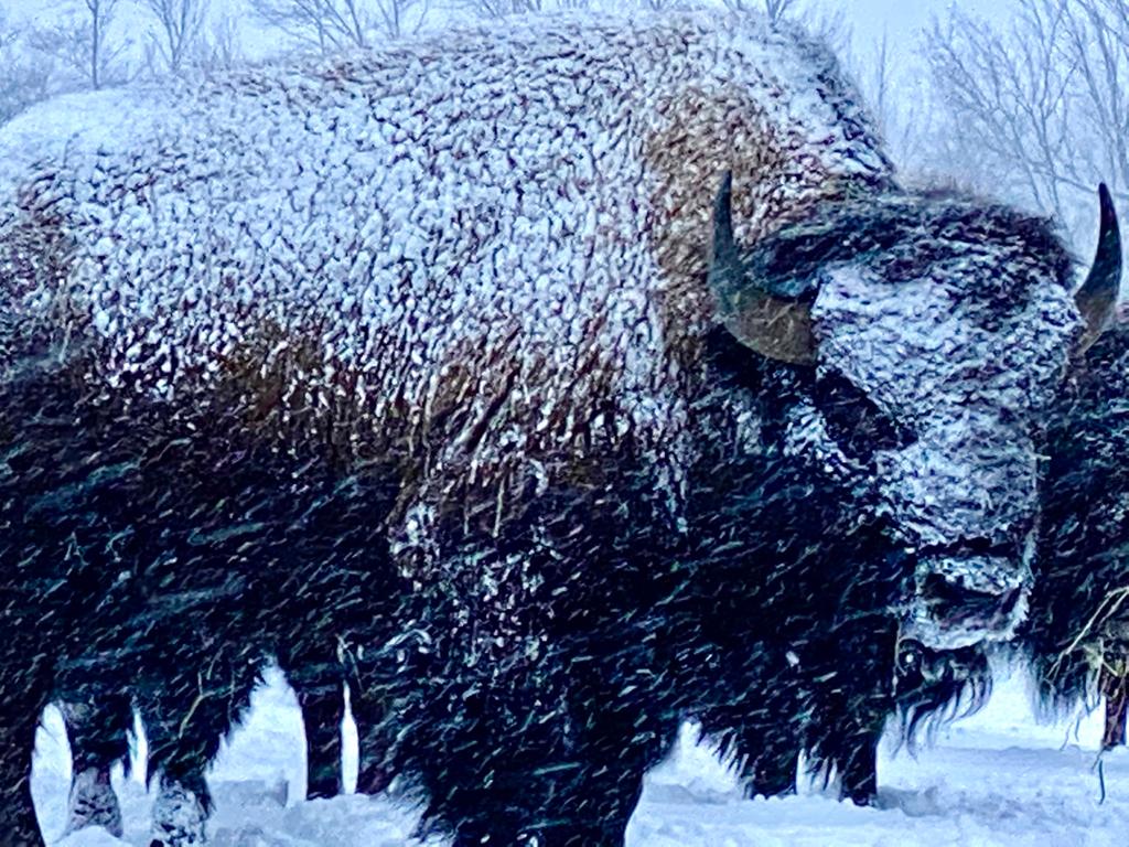 Snowy Creek Bison | 259105 Sarawak Keppel Townline, Kemble, ON N0H 1S0, Canada | Phone: (519) 374-3862