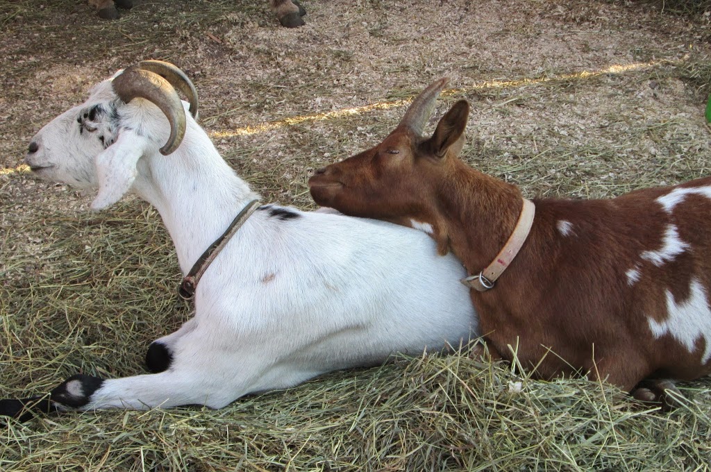 Horse Sense Training & Petting Zoo | 54410 Range Rd 255, Sturgeon County, AB T8T 0T9, Canada | Phone: (780) 470-0414