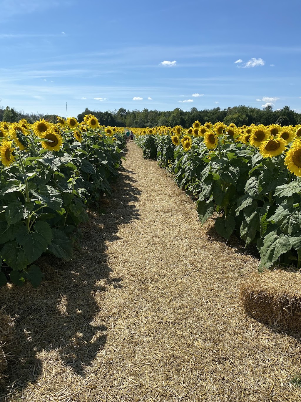 The Little Sunflower Farm | 347 Lindsay St S, Lindsay, ON K9V 4R4, Canada | Phone: (416) 316-9543