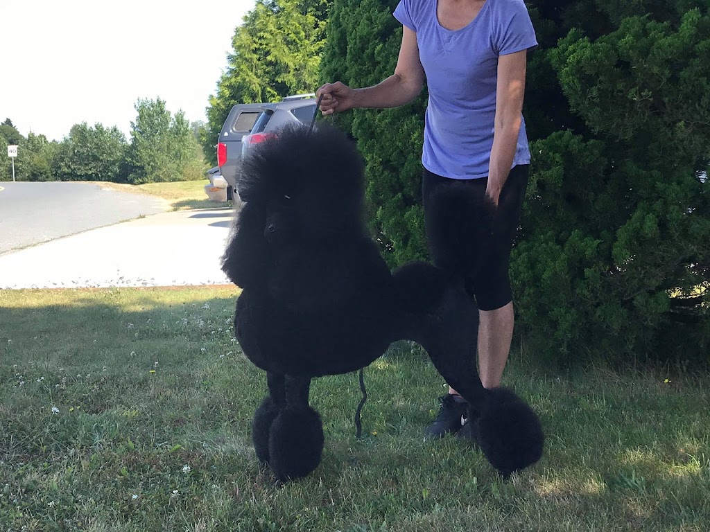 hillcrest standard poodles | 2688 Courtney Way, Shawnigan Lake, BC V0R 2W2, Canada | Phone: (778) 679-2723